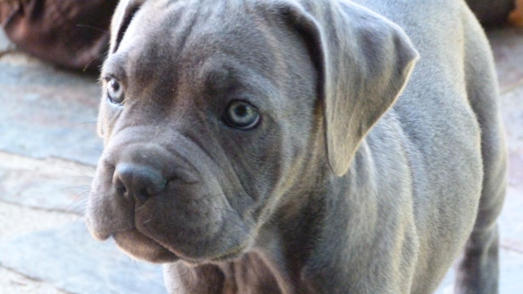 Des Gardiennes De Sirius - Chiots disponibles - Cane Corso