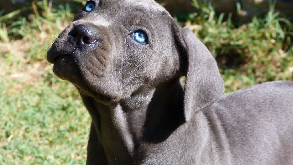 Des Gardiennes De Sirius - Chiots disponibles - Cane Corso