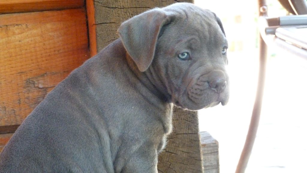 Des Gardiennes De Sirius - Chiots disponibles - Cane Corso