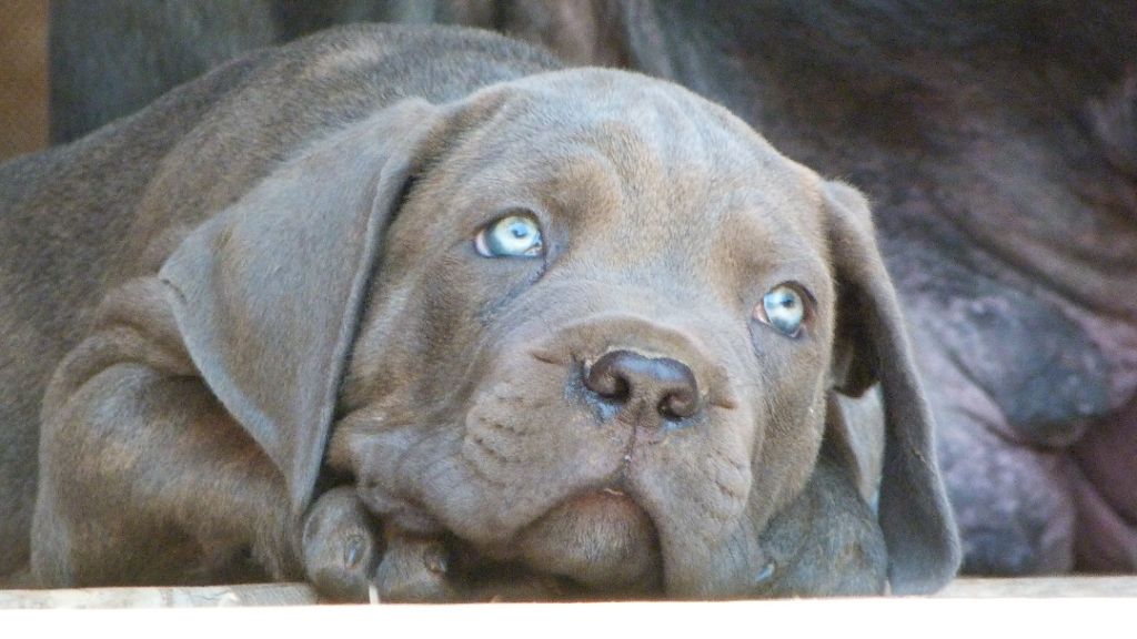 Des Gardiennes De Sirius - Chiots disponibles - Cane Corso